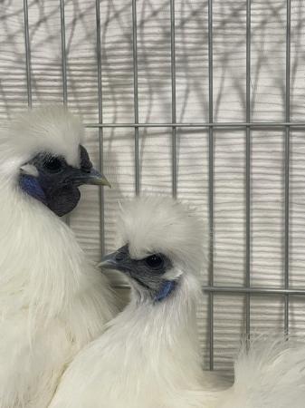 Image 3 of Show mini silkies. I show for a hobby done excellent at majo