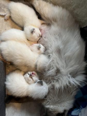 Image 4 of Stunning ragdoll kittens looking for the best homes
