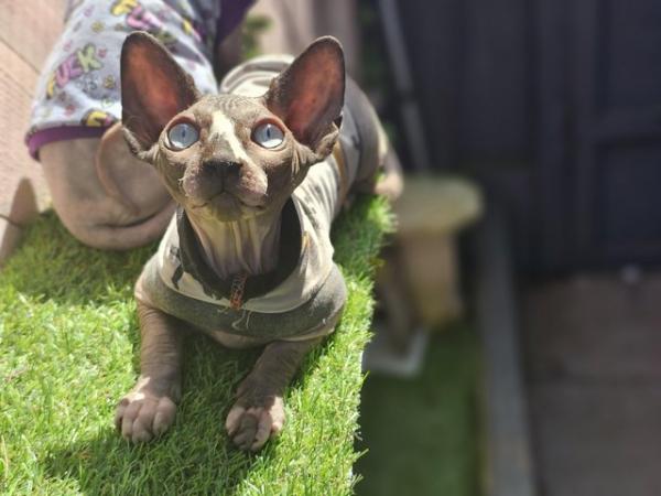 Image 16 of Gccf male sphynx kitten from health tested parents