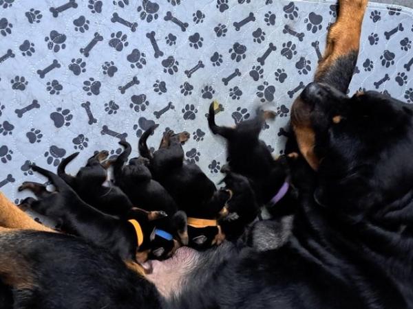 Image 11 of 4 week old Rottweiler puppies for sale