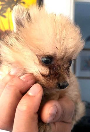 Image 4 of ONE LEFT brown Pomeranian puppies