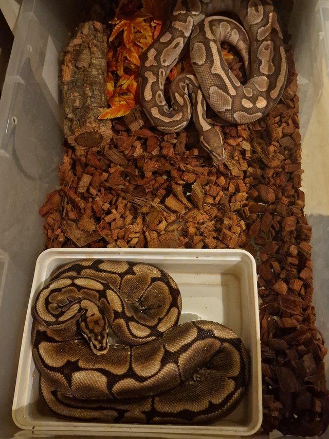 Preview of the first image of Enchi het pied cb 19 adult female proven breeder.