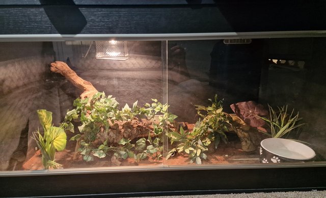 Image 4 of Adult royal python and viv (4x2x2) can be sold separately