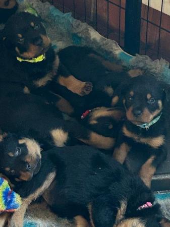 Image 1 of Rottweiler puppies home reared family pets