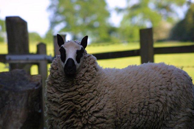 Image 2 of Three handsome Kerry Hill rams for sale