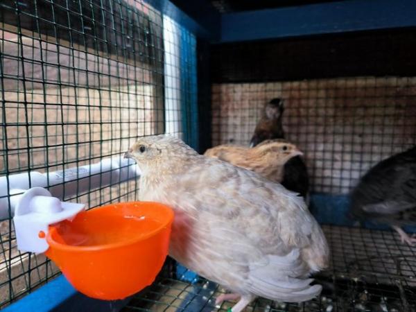 Image 1 of Coturnix and Texas Quail for sale