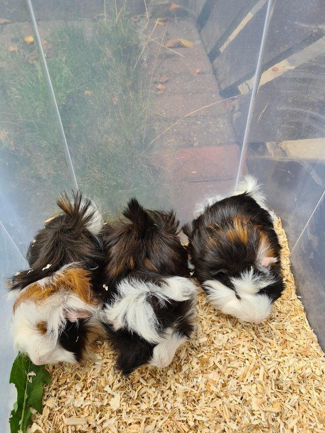Preview of the first image of Adorable baby Guineapig's for sale..
