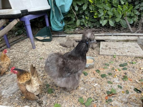 Image 2 of Chickens laying Hens silkies and bantam Sussex
