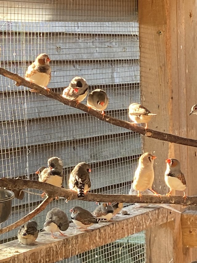 Zebra finches aviary bred — photo 4 of 4