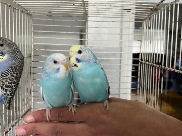 Image 6 of Super hand Tamed Baby Budgies for sale