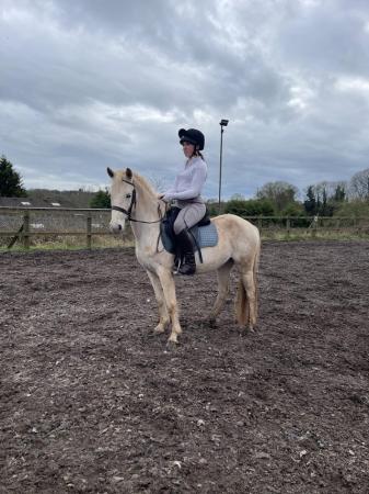 Image 2 of Grey/spot very Sweet mare 5 years 13.2