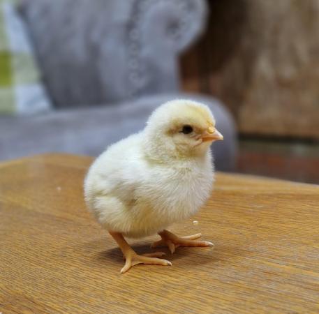 Image 2 of Day old chicks available