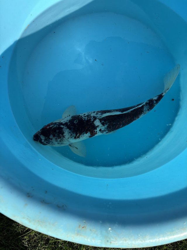 For sale 55cm goromo koi — photo 2 of 4