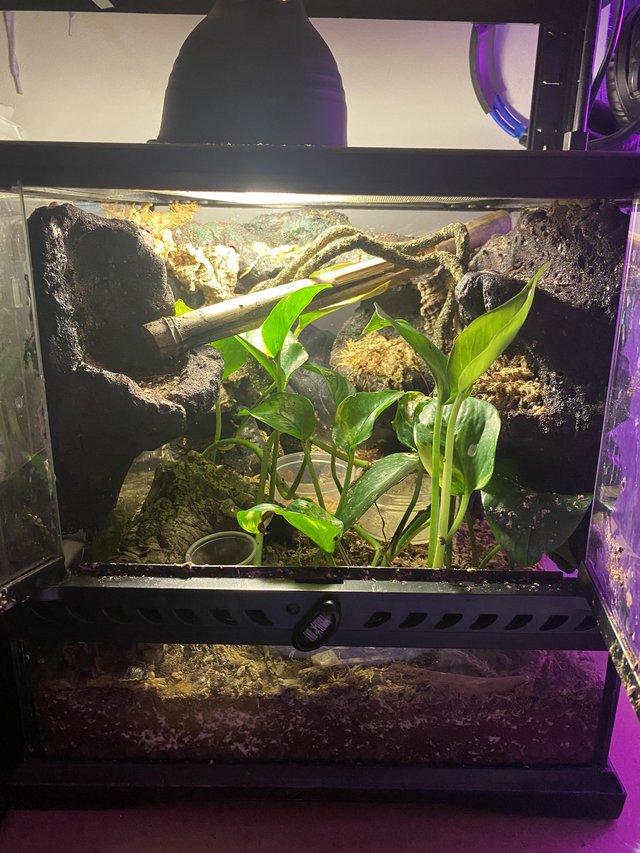 Preview of the first image of Established Colony of Mourning Geckos and set ups.