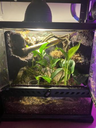 Image 1 of Established Colony of Mourning Geckos and set ups