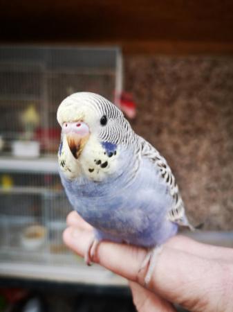 Image 8 of Baby hand tamed budgies for sale