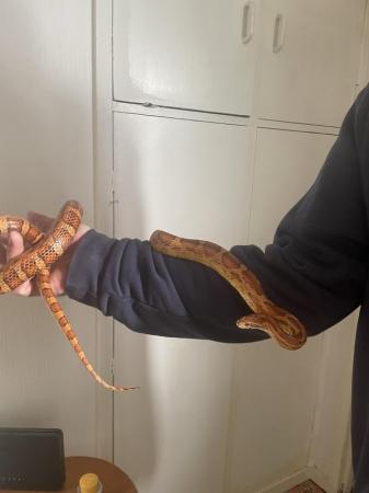 Image 2 of male corn snakes needing a good home