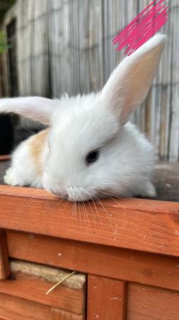 Image 5 of 4 left Giant French Lop x Lion Heads