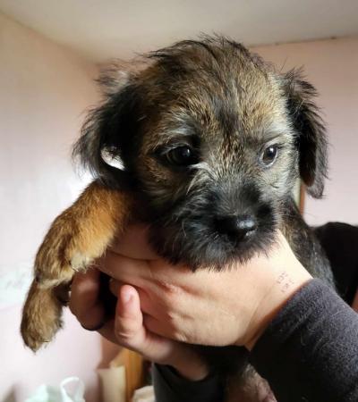 Image 25 of READY TO LEAVE KC registered Border Terrier Puppies