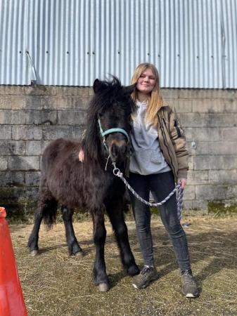 Image 16 of Cute Rescue Ponies, Youngsters Future Lead Reins, Companions