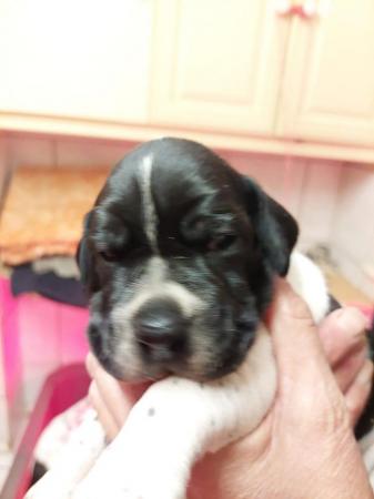 Image 3 of Superb Litter of Pointer puppies