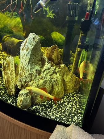 Image 4 of Corner fish tank with filter and accessories is wanted