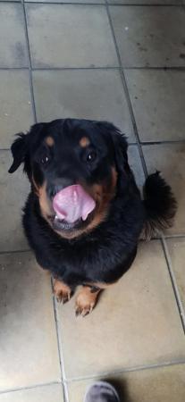 Image 4 of Rottweiler female 5 year old...