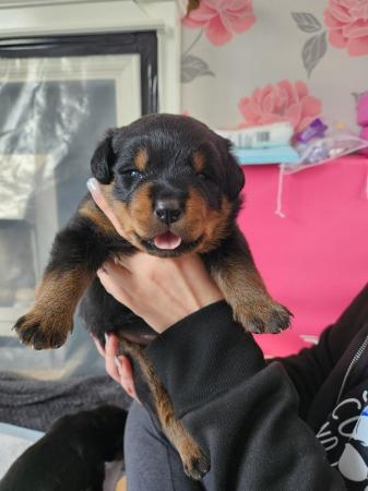 Image 13 of Beautiful chunky rottweiler puppies