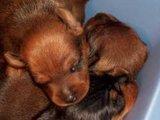 Preview of the first image of Miniature pinscher puppies available.