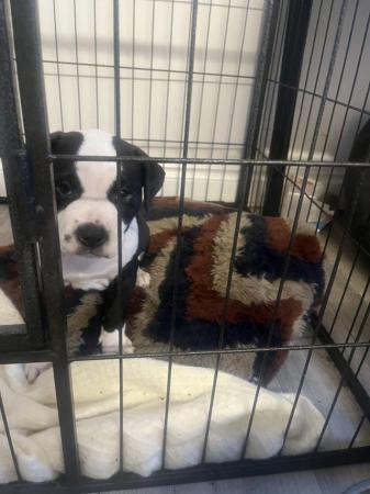 Image 2 of 2 girls ready to leave asap american bulldog