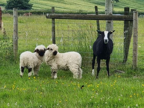 Image 3 of 5 friendly pet wethers looking for there forever home