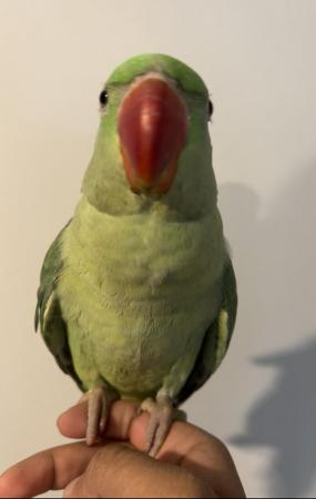 Image 3 of HAND REARED SUPER SILLY TAMED & TALKATIVE ALEXANDRINE BABY