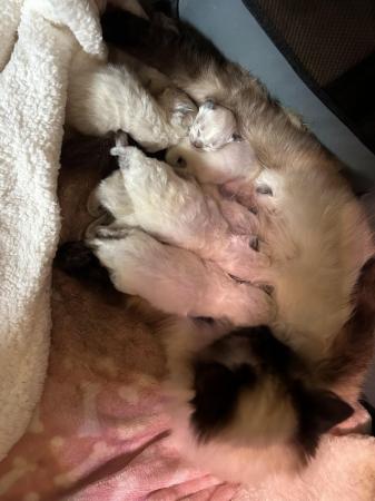 Image 6 of Ragdoll kitten 9 weeks old