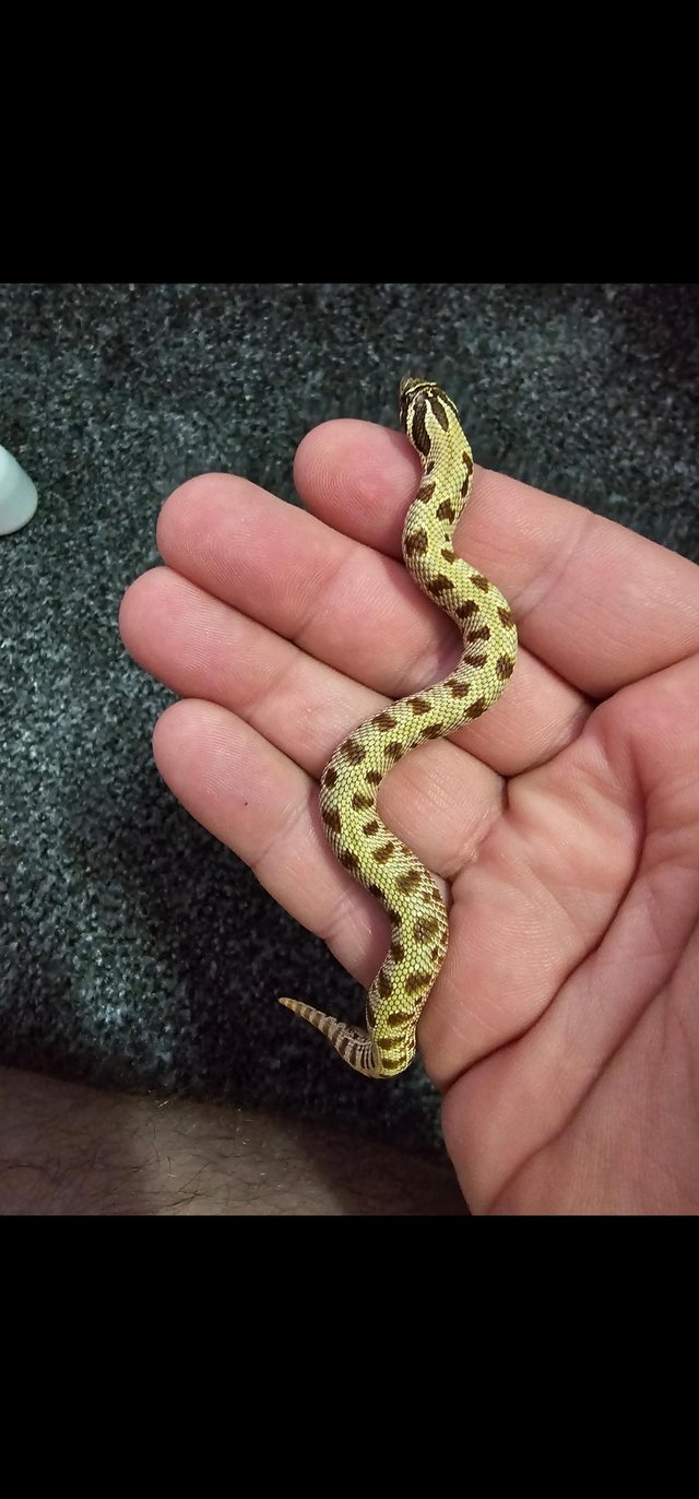 Preview of the first image of Western Hognose Snakes Cb23/Cb24.