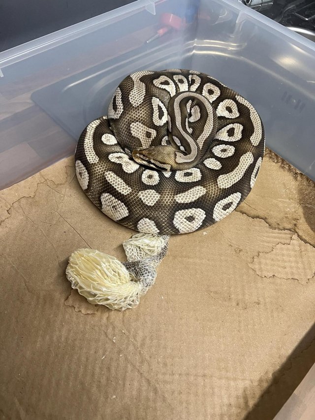 Preview of the first image of Female pastel mojave het clown.