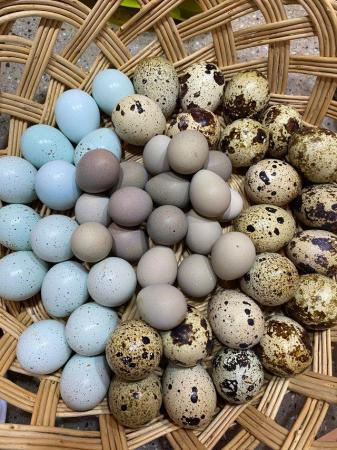 Image 2 of Celadon quail hatching eggs £10