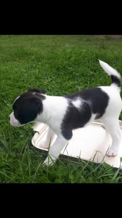Image 7 of Parson jack Russell pups