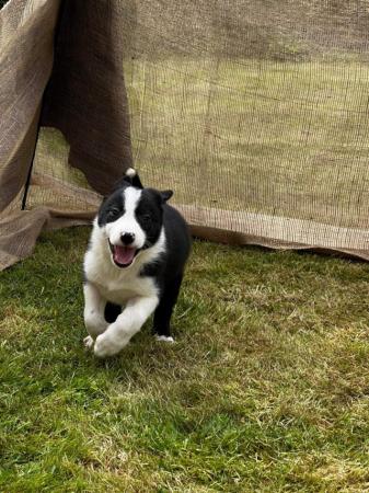 Image 5 of READY NOW One border collie girl puppy !!!