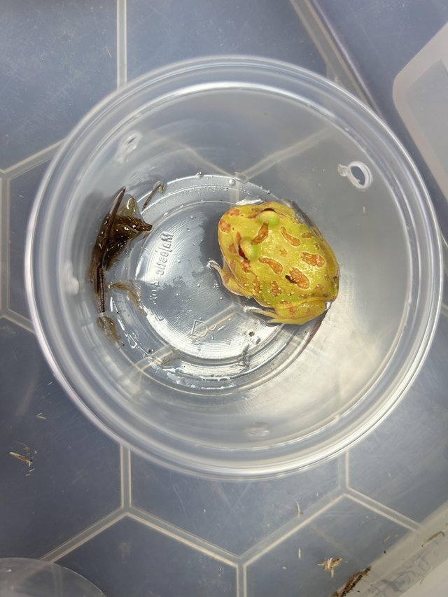 Preview of the first image of Green + Albino Horned Frogs.