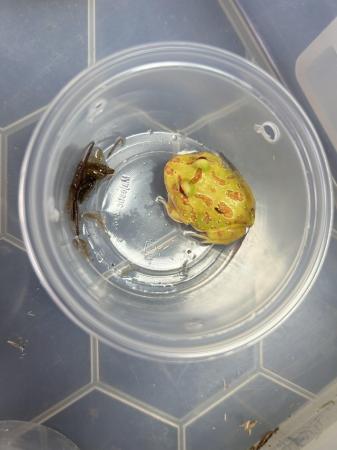 Image 1 of Green + Albino Horned Frogs