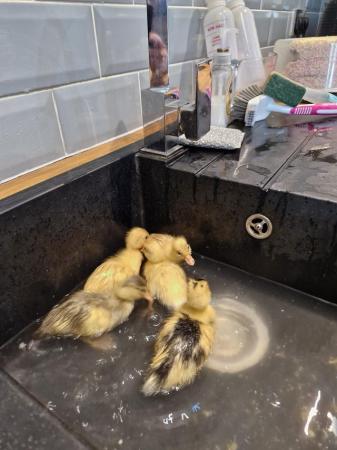 Image 3 of Un sexed ducklings for sale