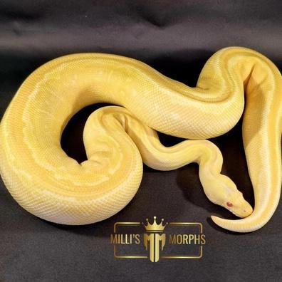 Preview of the first image of Albino Cinnamon Pinstripe Female.