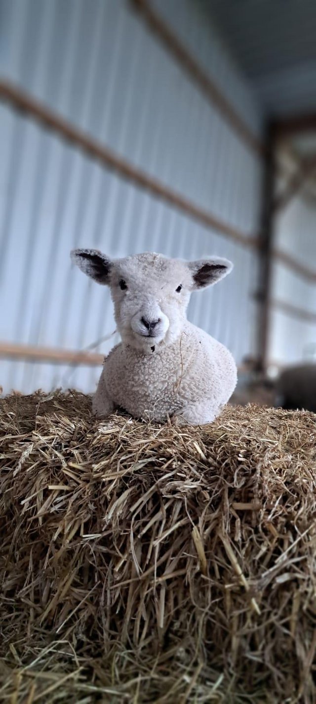 Preview of the first image of Ryeland Ewe and Ram lambs Available.