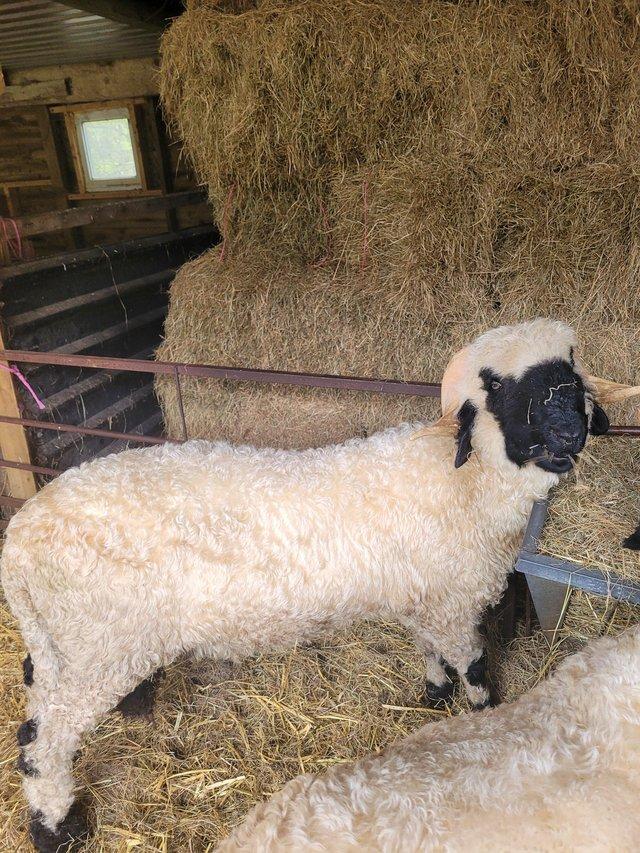 Preview of the first image of Valais Blacknose Grassroots registered ram lambs.