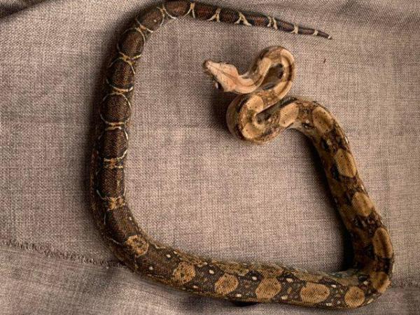 Image 4 of Female dwarf boa constrictor 2 years old