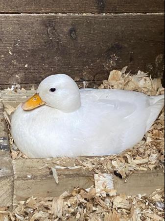 Image 6 of Call duck hatching eggs for sale.