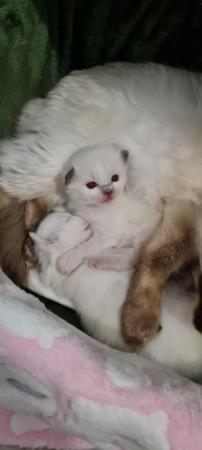 Image 2 of Adorable Ragdoll Kittens with 5 generation ancestry
