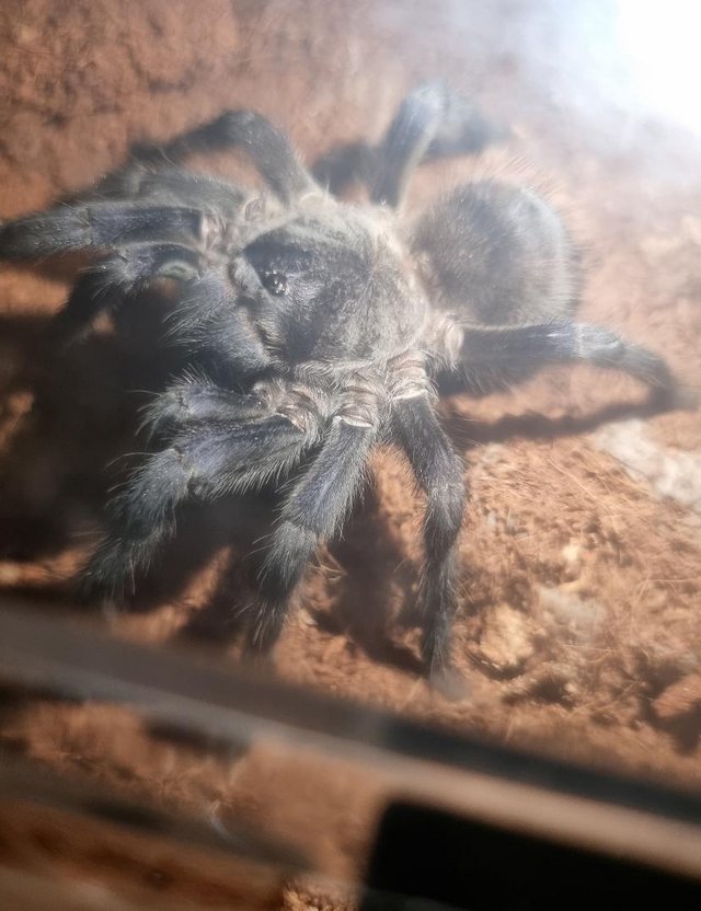 Preview of the first image of Brazilian Blue Tarantula with Plastic Enclosure.
