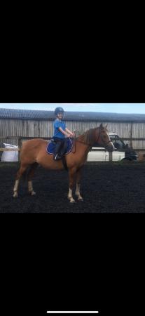 Image 2 of 12.1 chestnut mare for sale / loan