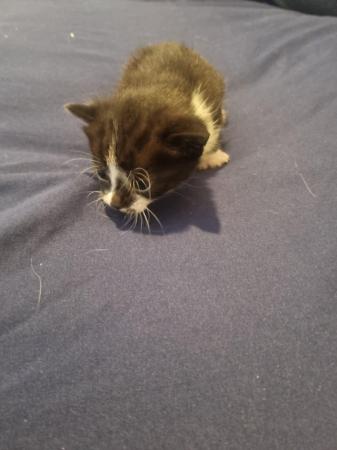Image 6 of Bengal cross kittens for sale